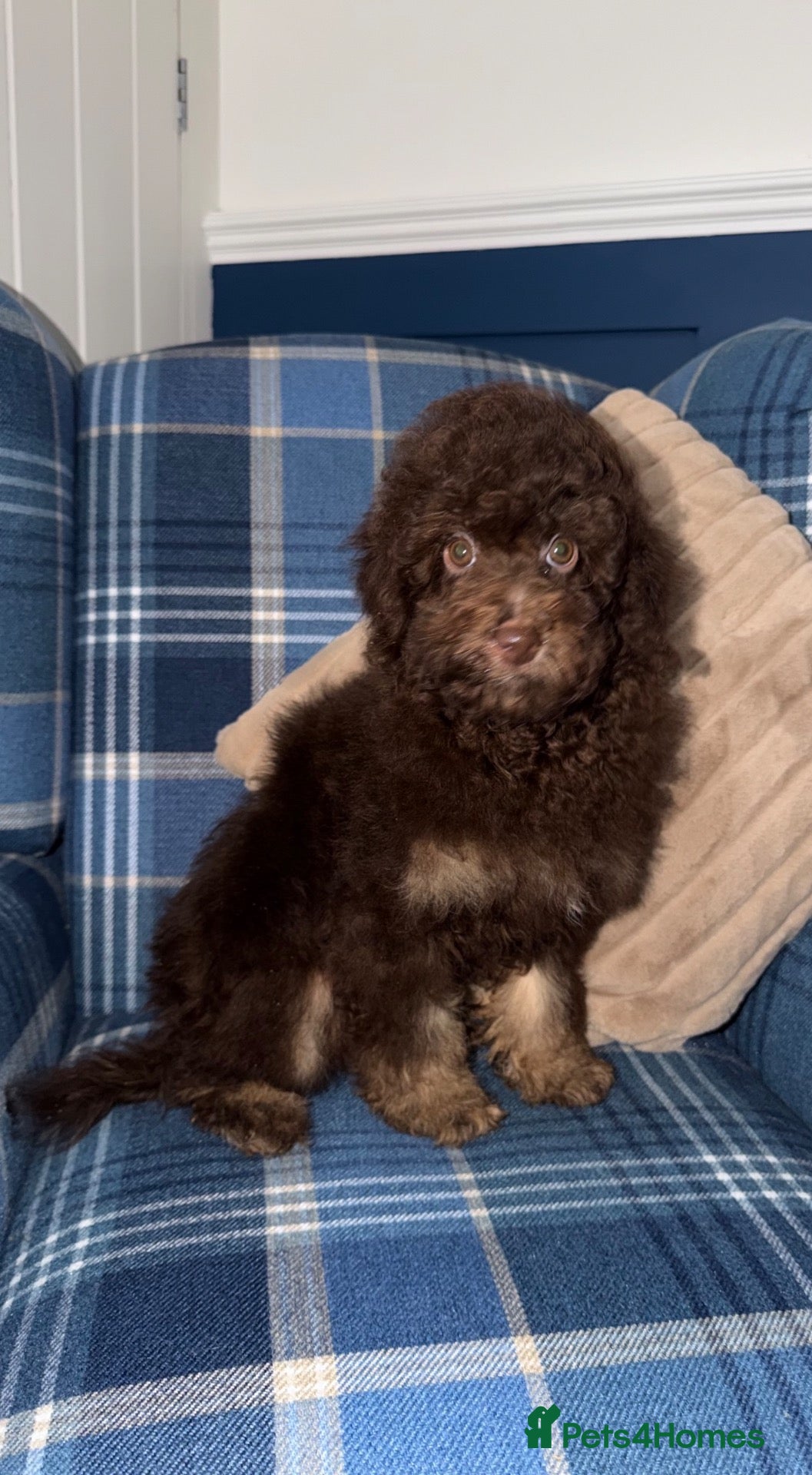 Miniature Poodle dogs for sale: 💙 Stunning Chocolate Phantom Boy 💙 - Advert 2