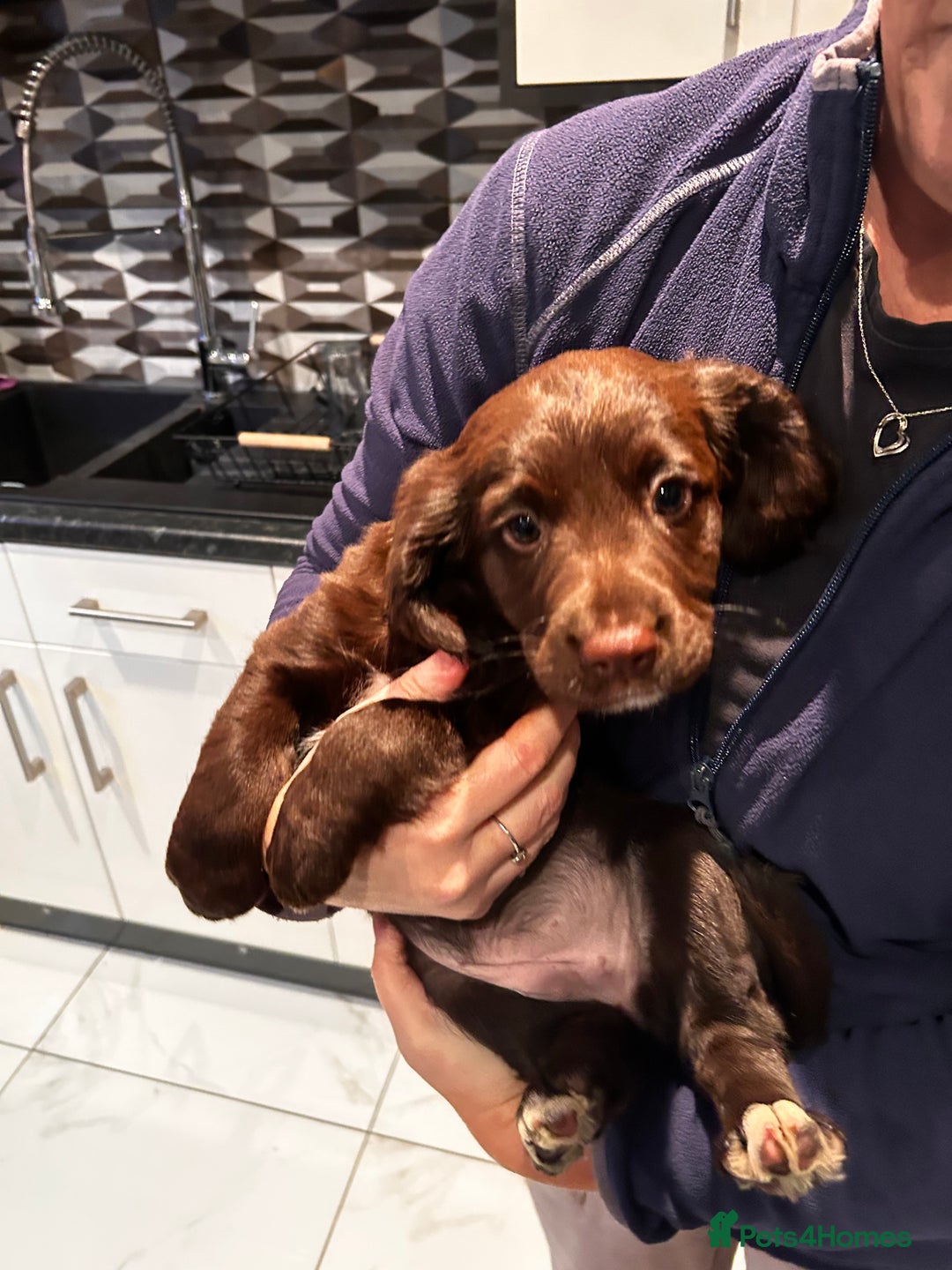 Cocker Spaniel dogs for sale: Two beautiful chocolate cocker spaniels for sale - Advert 4