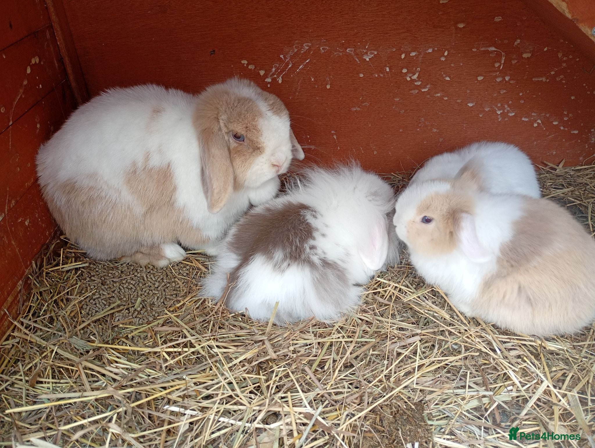 Mini Lion Lop rabbits Mini lops & Mini lion lops - Advert 11