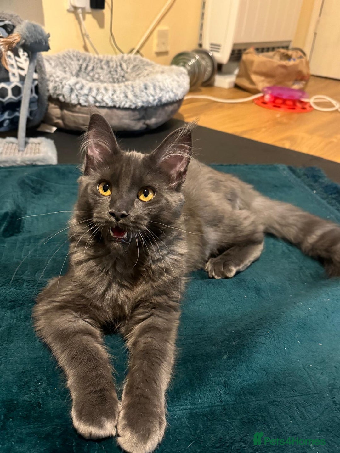 Maine Coon cats for sale: ✨ Beautiful Maine Coon Ex-Queen ✨ - Advert 12