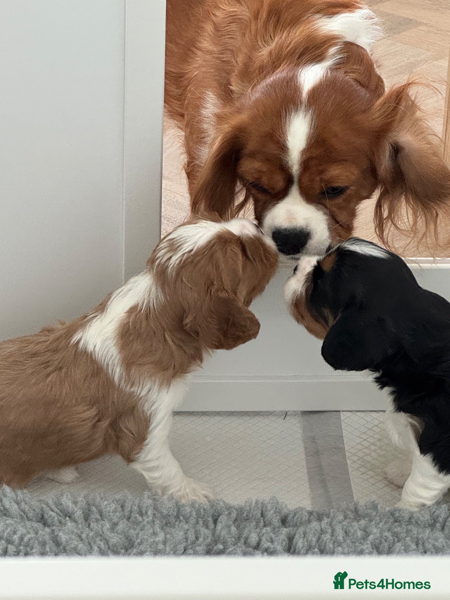 Cavalier King Charles Spaniel dogs Cavalier King Charles spaniel puppy  - Advert 1