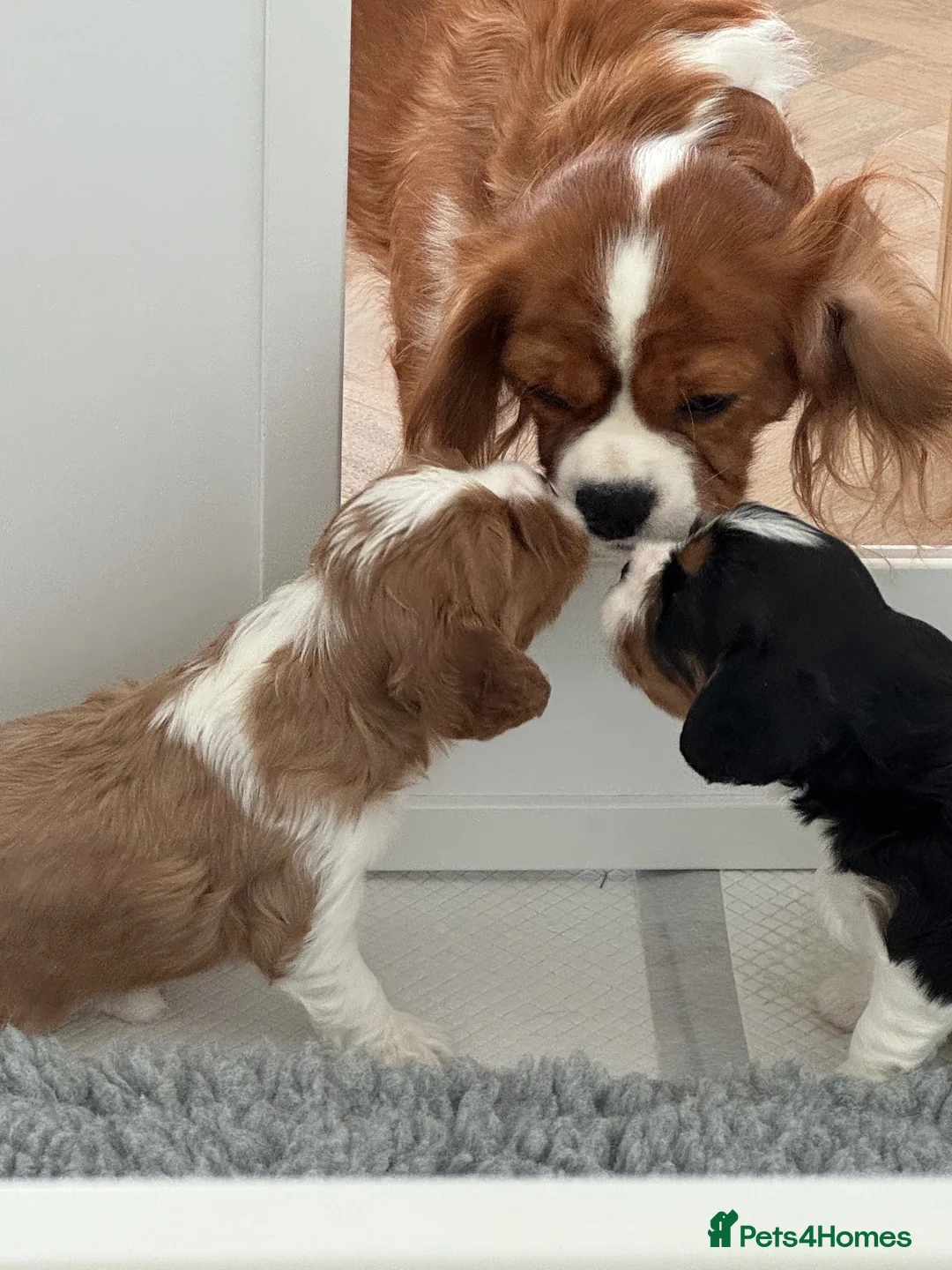Cavalier King Charles Spaniel dogs for sale: Cavalier King Charles spaniel puppy  - Advert 1
