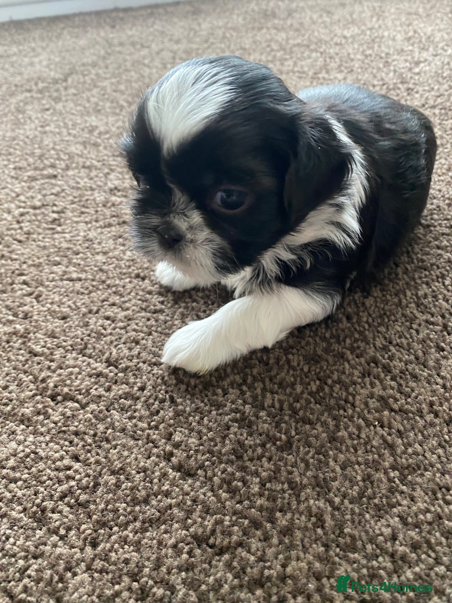 Shih Tzu dogs 1xbeautiful tiny Shih Tzu  boy - Advert 2