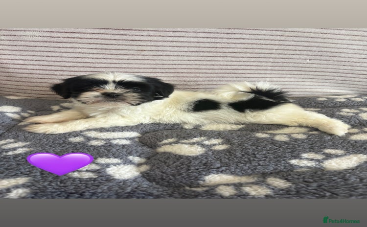 Lhasa Apso dogs - Advert 3