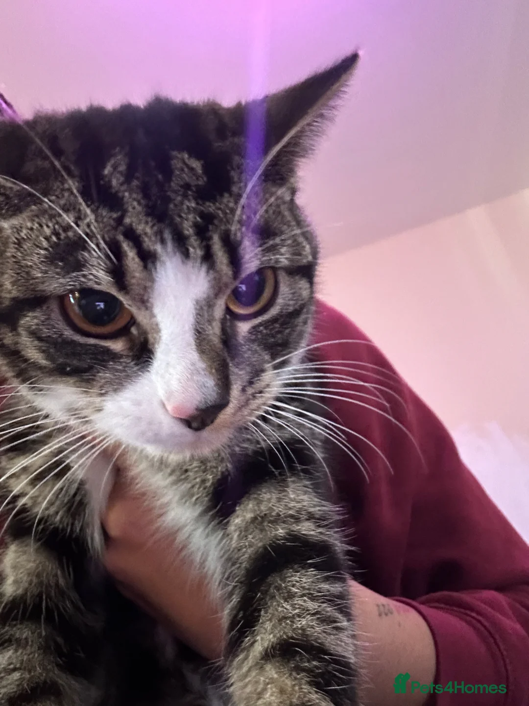 Mixed Breed cats for sale: Lovely kitten looking for a new home !!! in London - Advert 3