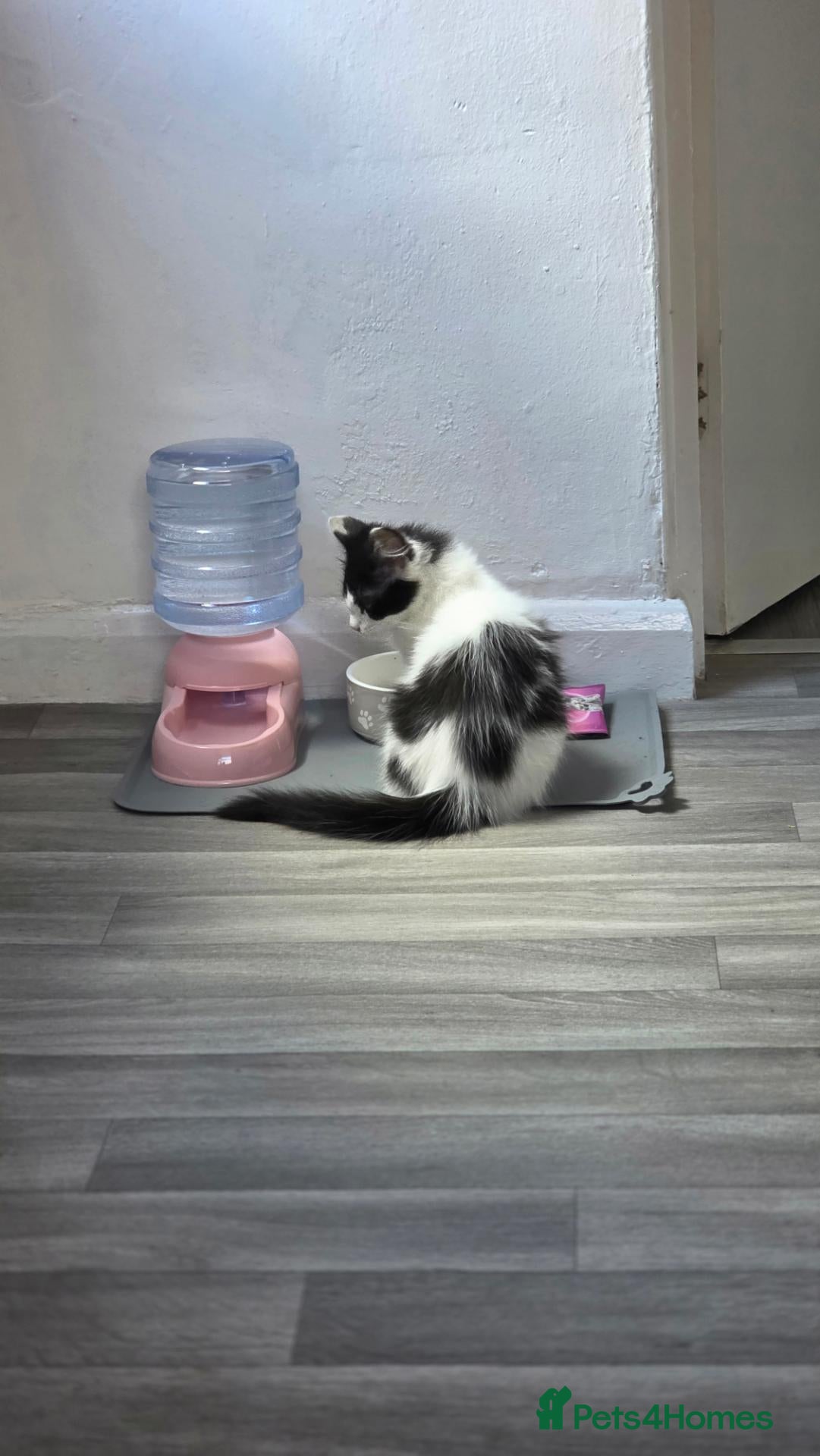 Mixed Breed cats Black and white female kitten - Advert 9