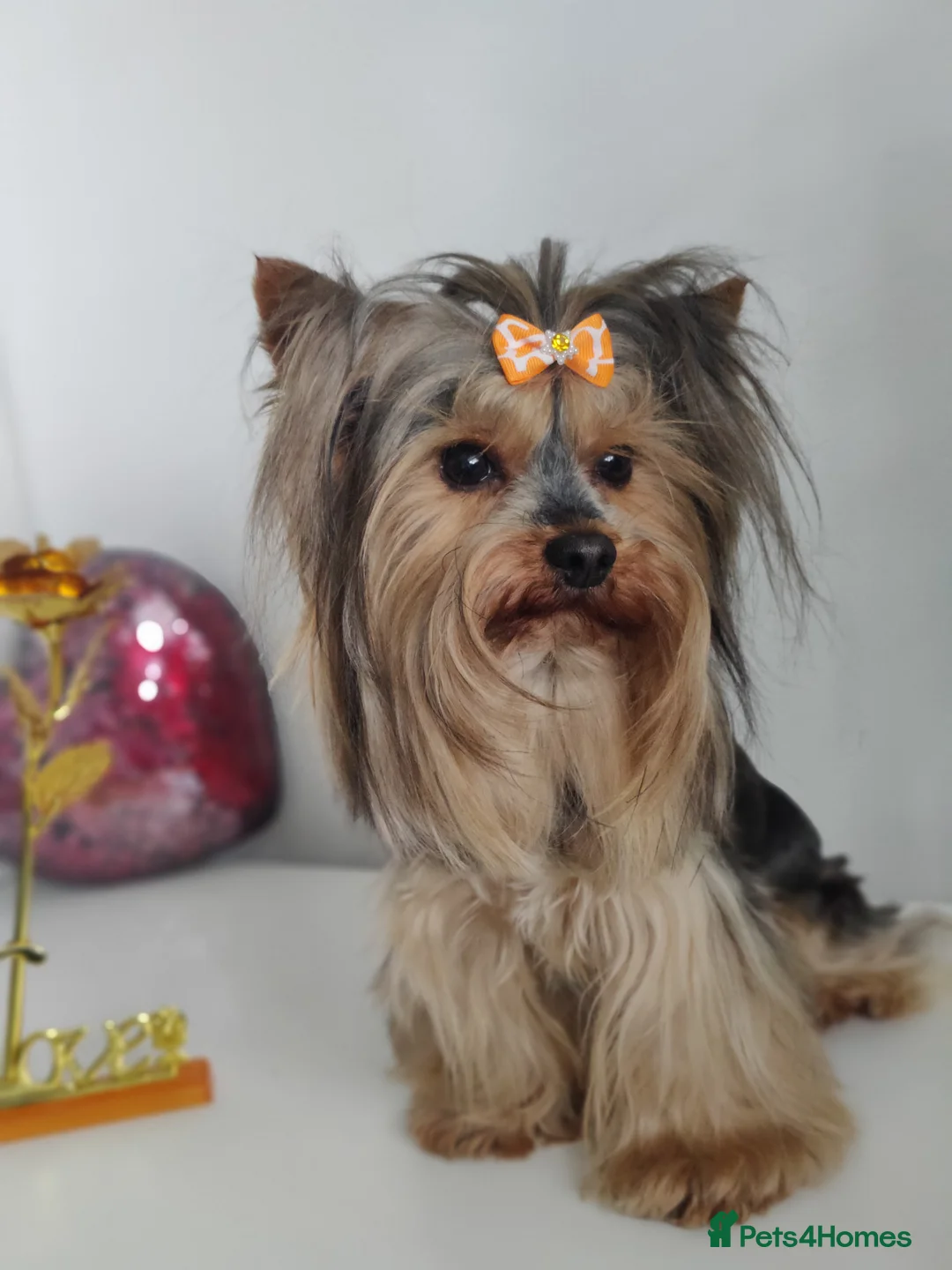 Yorkshire Terrier dogs for stud: Outstanding Yorkshire terrier for STUD only in Hull - Advert 25