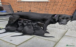 Labrador Retriever dogs for sale: Chunky pups ready now - Advert 9