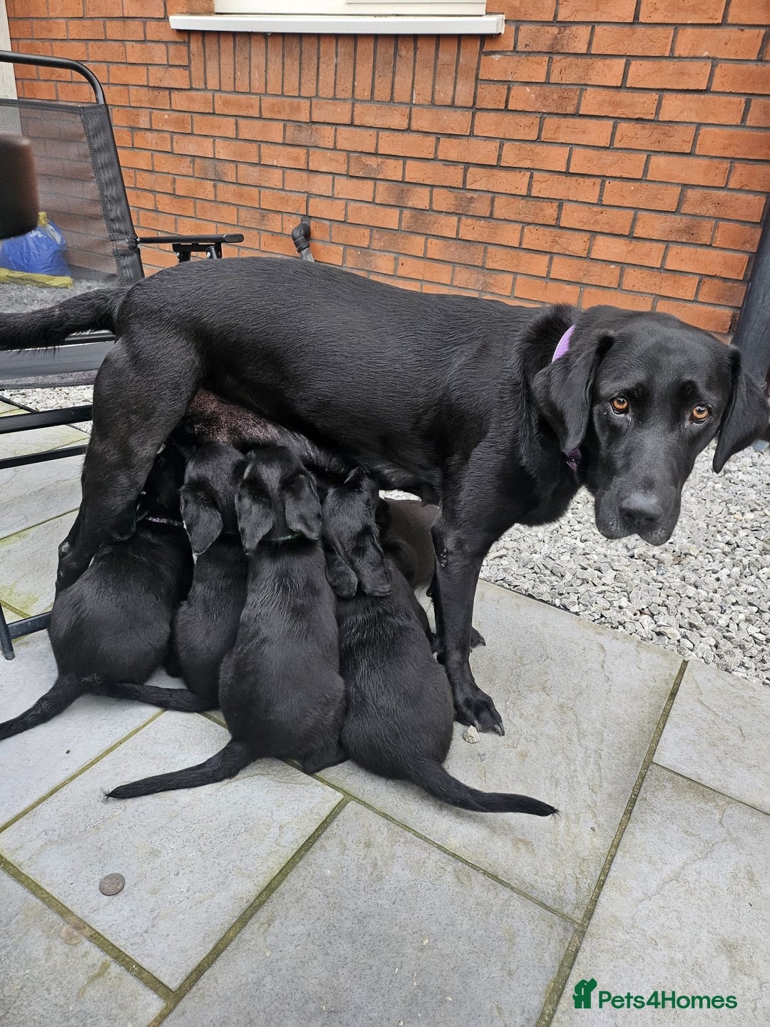 Labrador Retriever dogs for sale: Chunky pups ready now - Advert 9