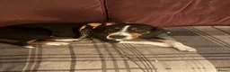 Mixed Breed dogs for adoption: Bingo, male, 1.5 years old, good with dogs  in Swindon - Advert 4