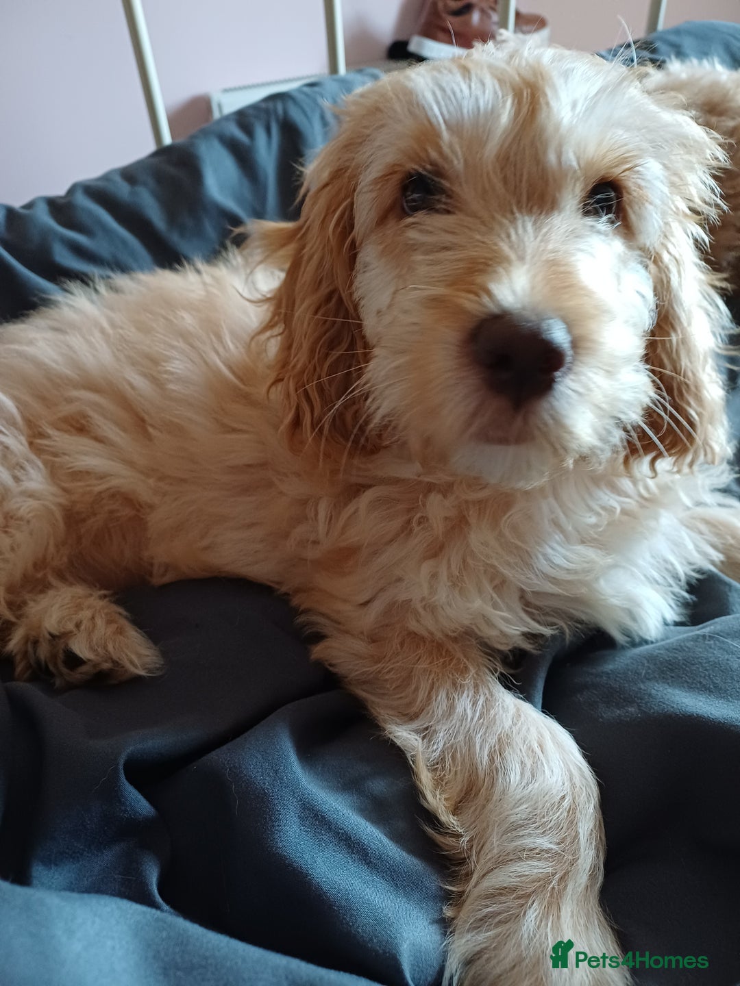 Cockapoo dogs for sale: Beautiful female 11 weeks.  - Image 2