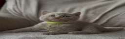 British Shorthair cats for sale: Champion bloodlines - Last cinnamon boy! - Advert 2