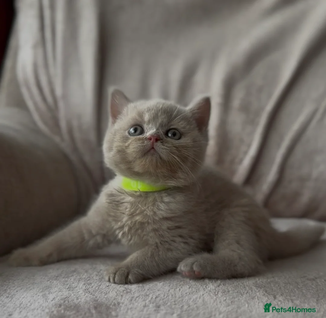 British Shorthair cats for sale: Champion bloodlines - Last cinnamon boy! - Advert 2