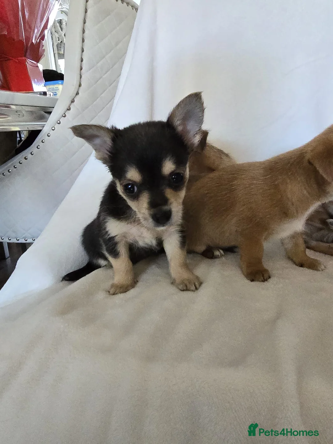 Chihuahua dogs for sale: Chihuahua puppies  - Advert 10