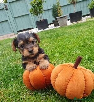 Yorkshire Terrier dogs Looking for a Loving New Home for Our Girl - Advert 5