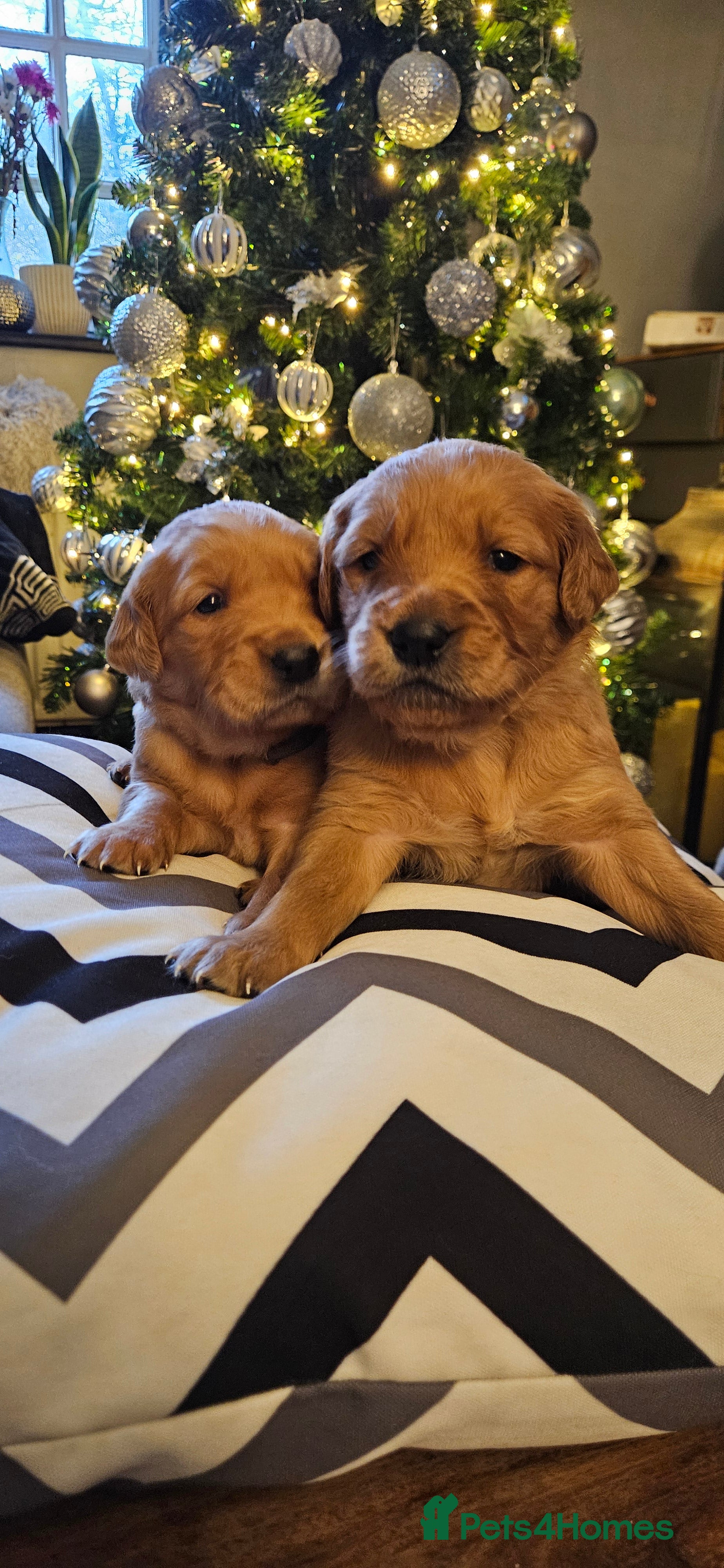 Golden Retriever dogs Fox Red Golden Retriever Puppies – KC Registered - Advert 3