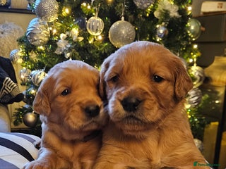 Golden Retriever dogs Fox Red Golden Retriever Puppies – KC Registered - Advert 2