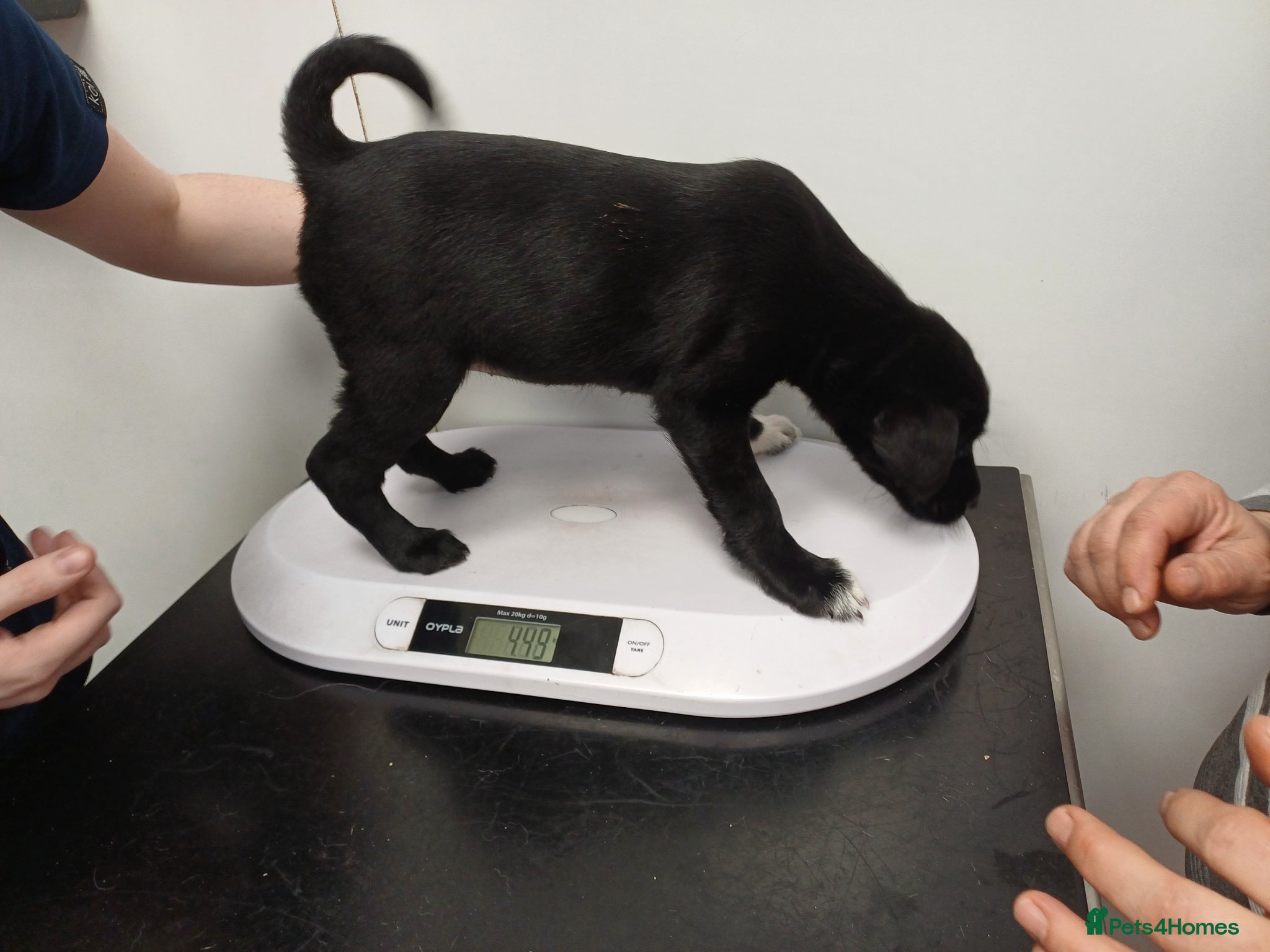 Mixed Breed dogs 🐾💛POPPY – The Little Lady with the Big Heart💛🐾 - Advert 1