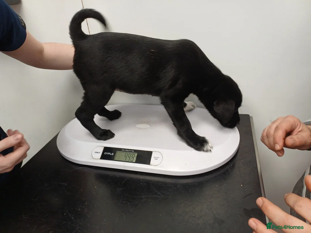 Mixed Breed dogs for adoption: 🐾💛POPPY – The Little Lady with the Big Heart💛🐾 - Advert 1