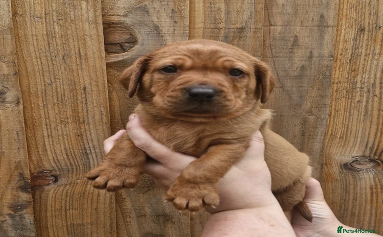 Labrador Retriever dogs - Advert 3