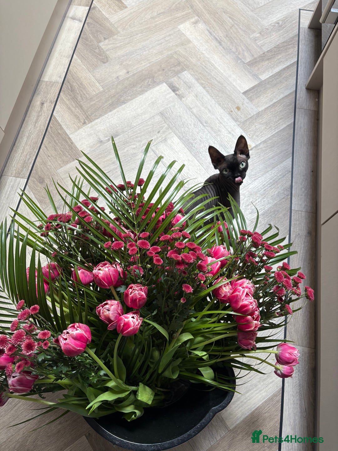 Sphynx cats for sale: Male Sphynx cat for sale 2 years old - Image 10