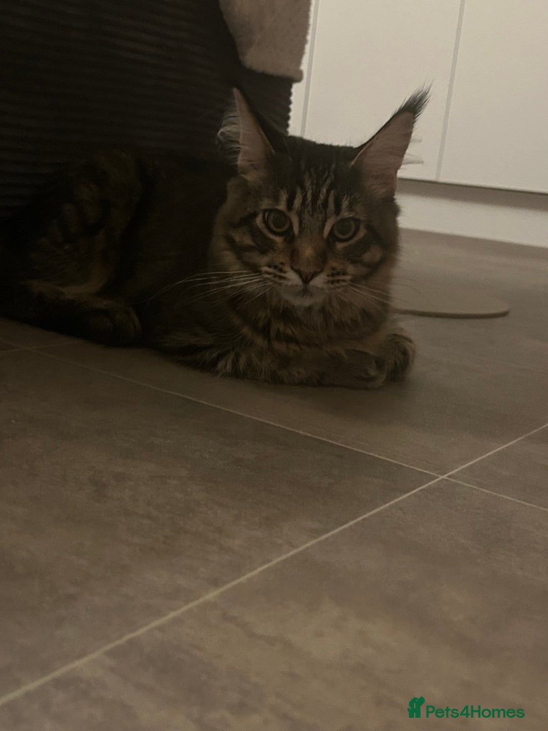 Maine Coon cats for sale: Maine Coone rehoming - Advert 7