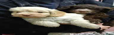 Cockapoo 2