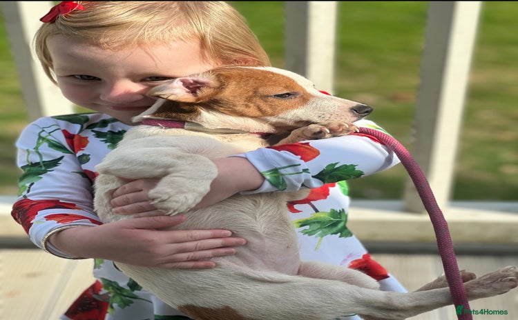 Jack Russell dogs - Advert 1