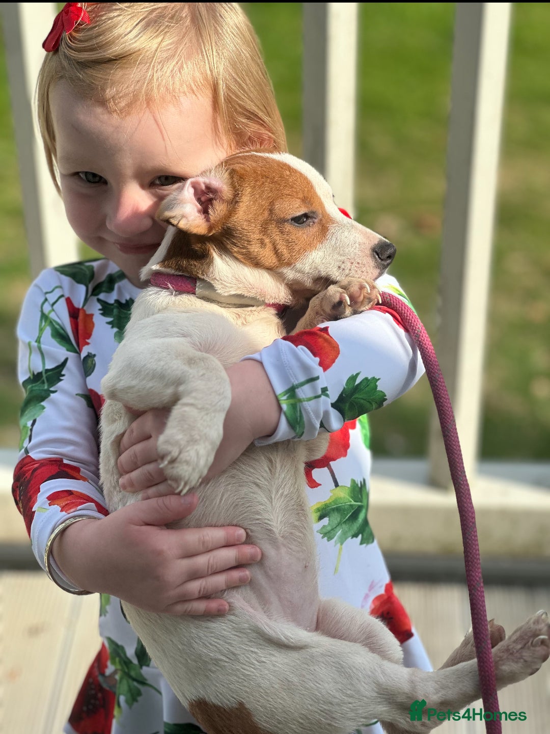 Jack Russell dogs for sale: Two lovely girls pups and one male  - Image 1