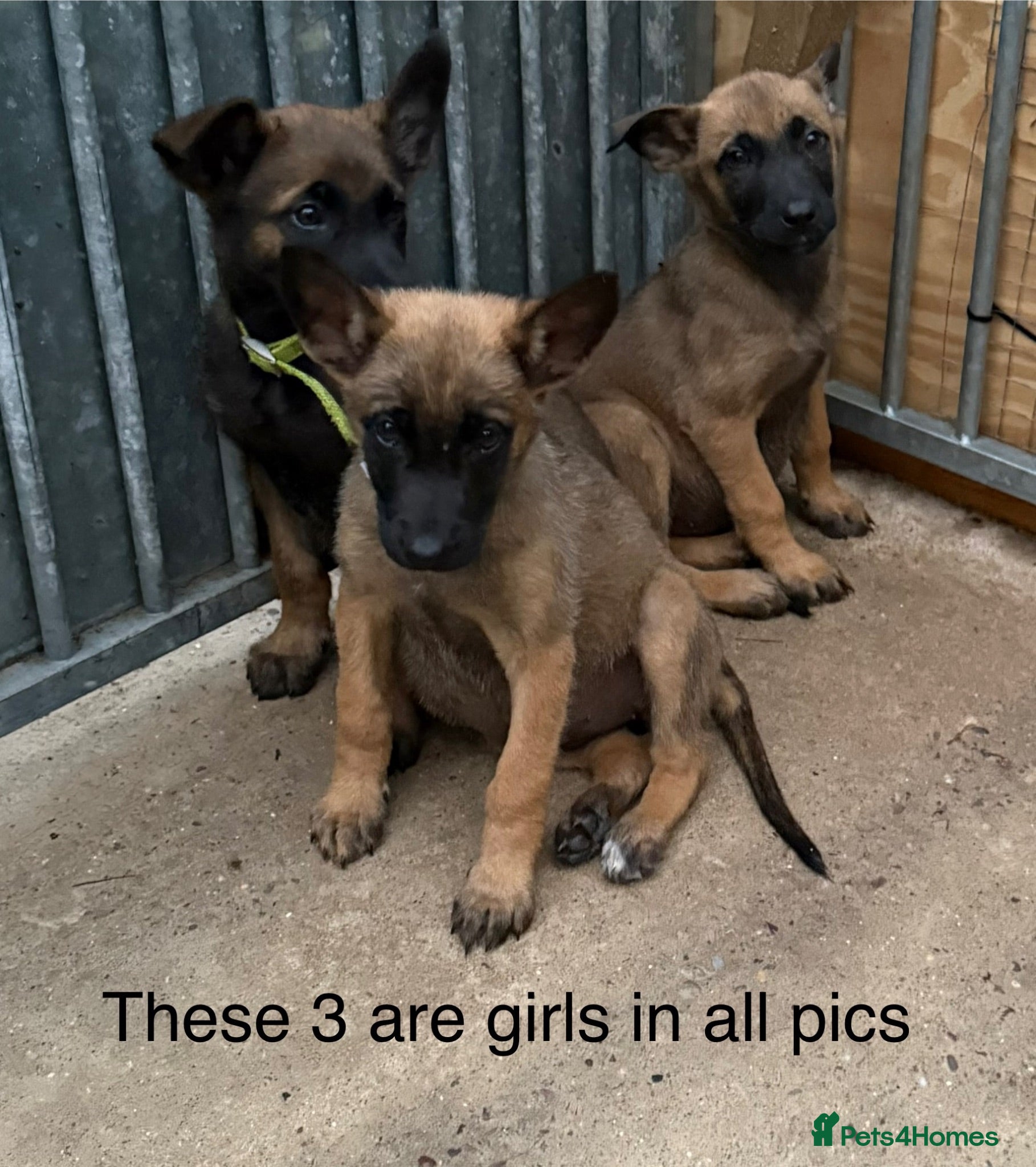 Belgian Shepherd Dog dogs Belgium Mali pups - Advert 2