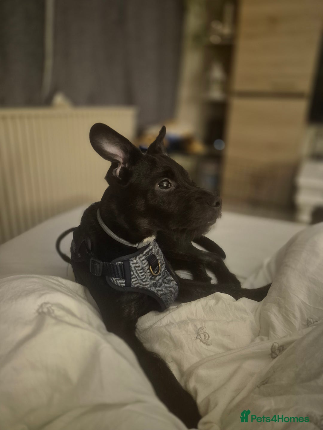 Mixed Breed dogs for sale: Male 450  - Advert 1