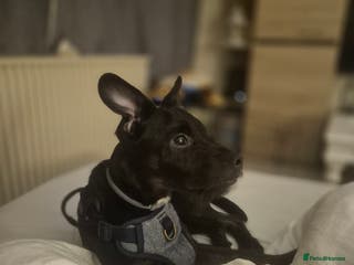 Mixed Breed dogs Male 450 - Advert 5