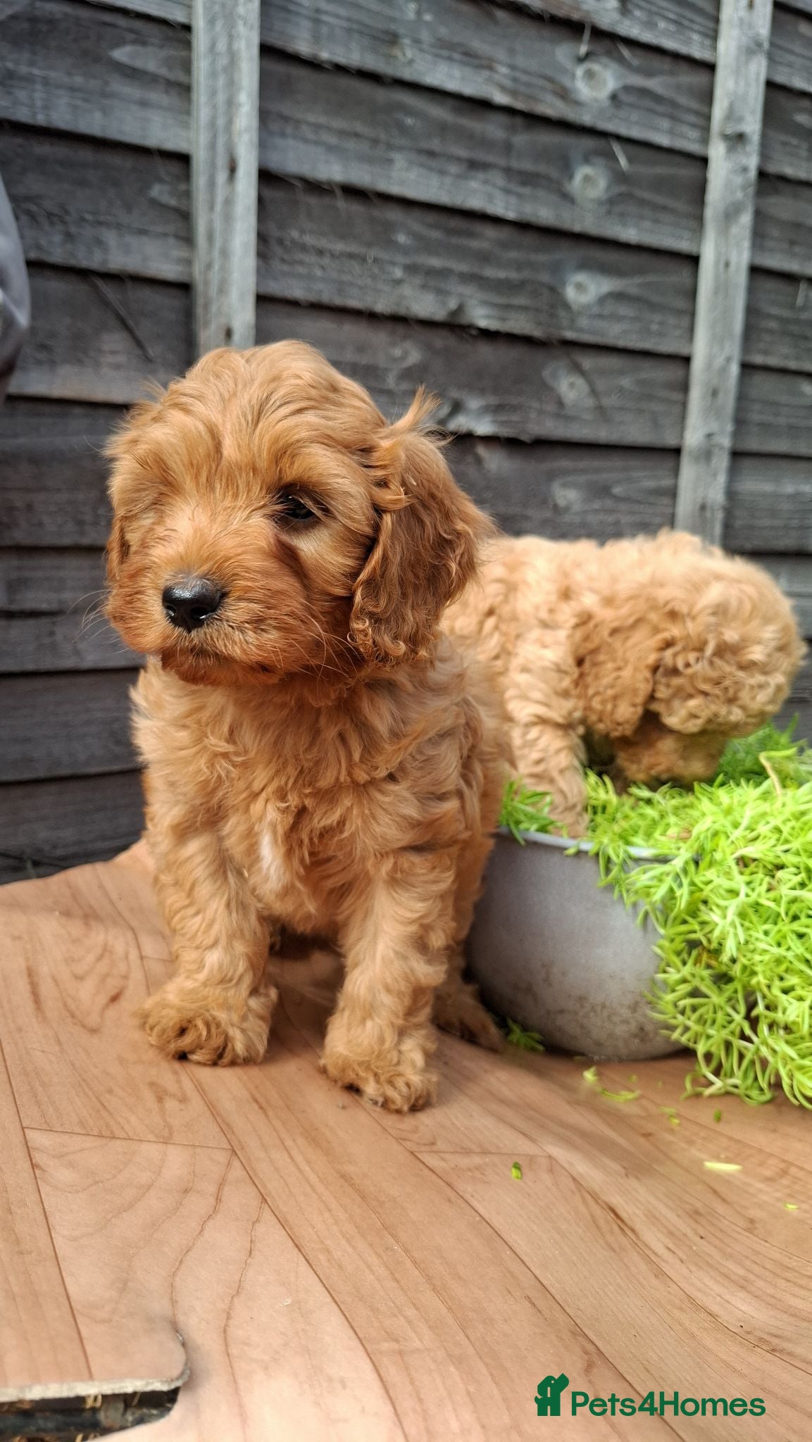 Cavapoo dogs 2 LEFT!! 4 Weeks free insurance  - Advert 2