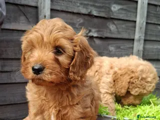 Cavapoo dogs 2 LEFT!! 4 Weeks free insurance - Advert 1
