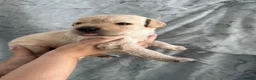 Labrador Retriever dogs for sale: Labrador Puppies Looking For Their Forever Homes  - Advert 3