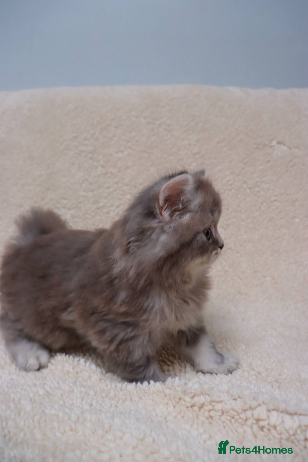 British Shorthair cats for sale: Champion Bloodlines BSH kittens  - Image 34
