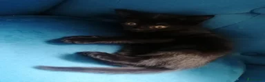Mixed Breed Kitten 6