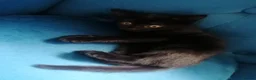 Mixed Breed cats for sale: Adorable kittens  - 8 weeks old - various colours in Chertsey - Advert 13