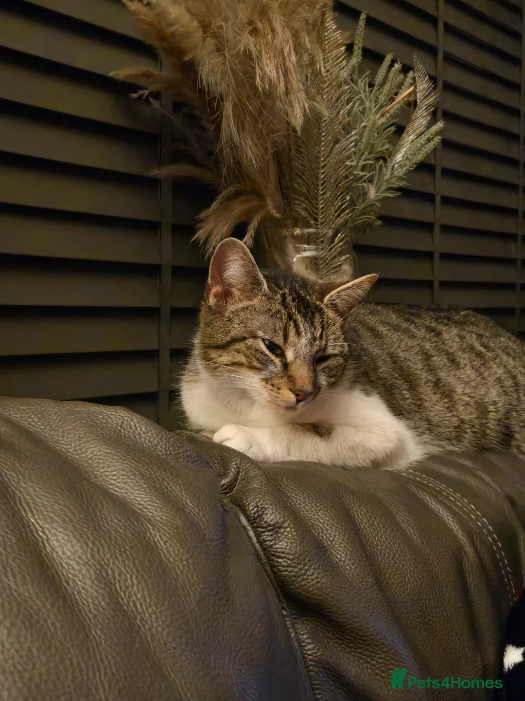 British Shorthair cats for sale: 5 month old kittens - Advert 2