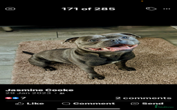 Staffordshire Bull Terrier dogs for sale: Amazing litter of blue staff pups ready to go  - Image 6
