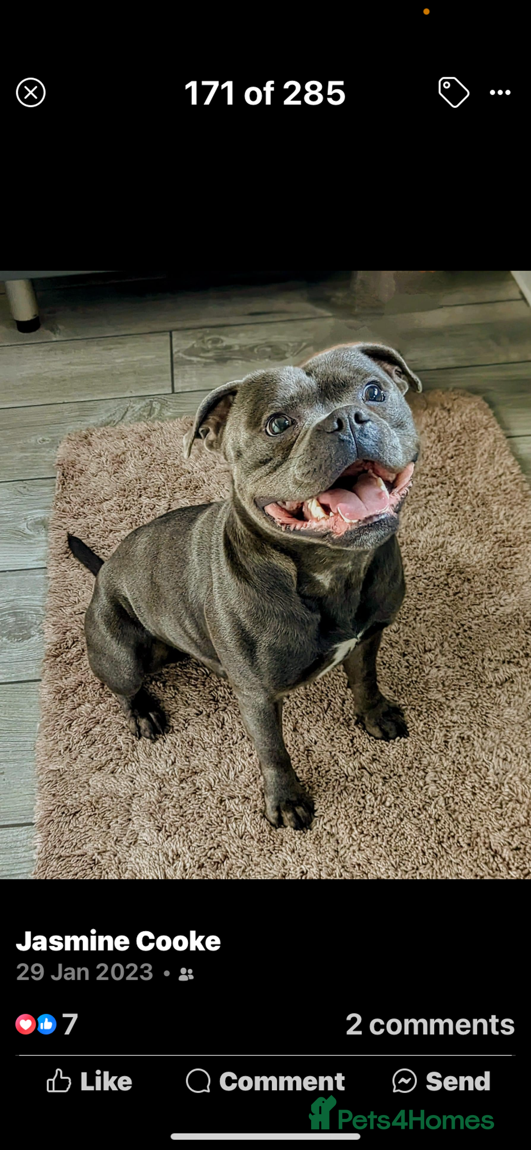 Staffordshire Bull Terrier dogs for sale: Amazing litter of blue staff pups ready to go  - Image 6