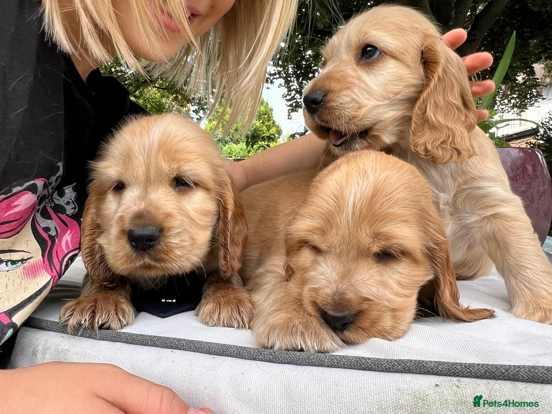 Cocker Spaniel dogs for stud: Gorgeous proven show cocker for stud - Advert 5