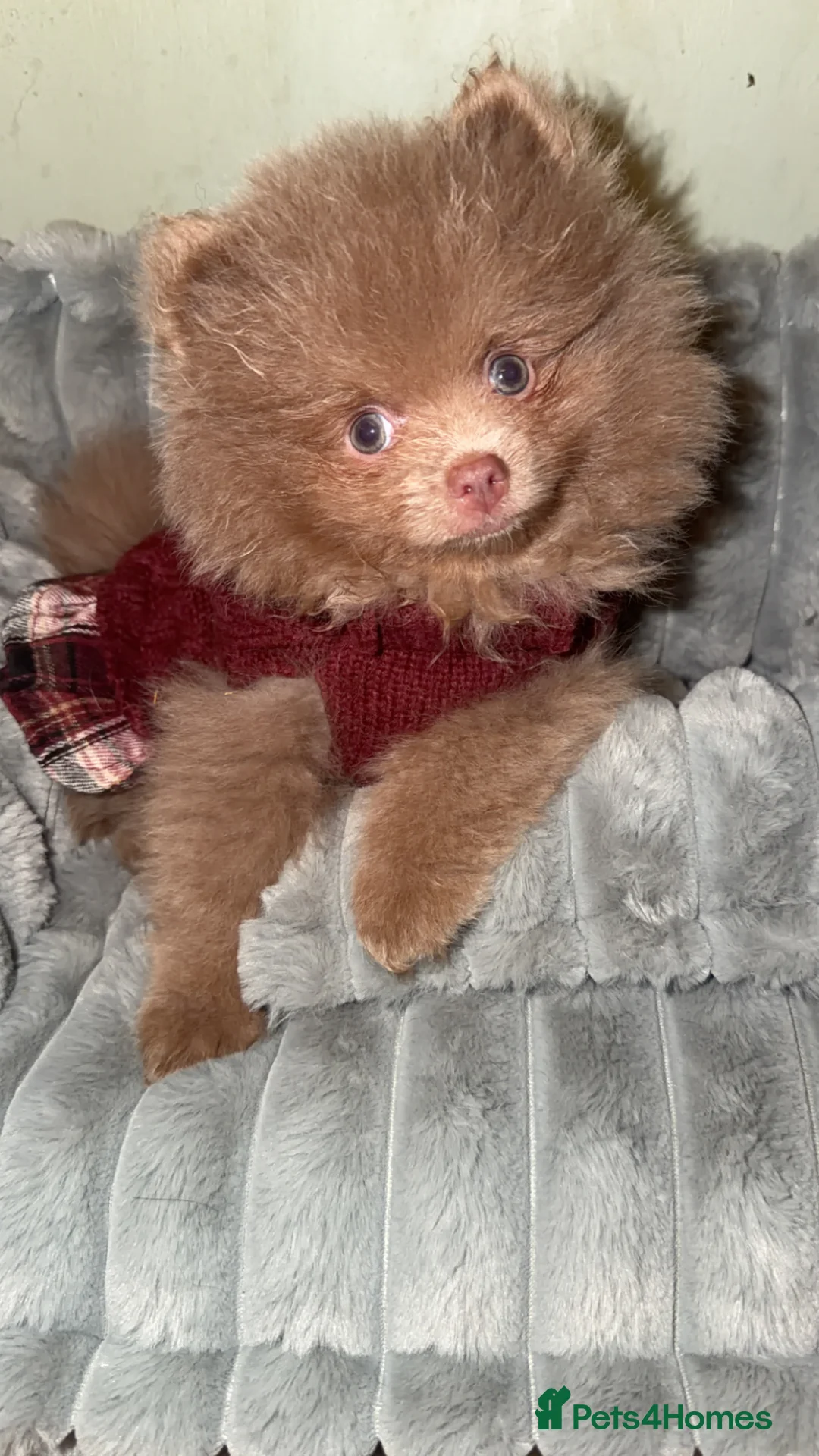 Pomeranian dogs for sale: Small  **  Pom  in Grimsby - Advert 2