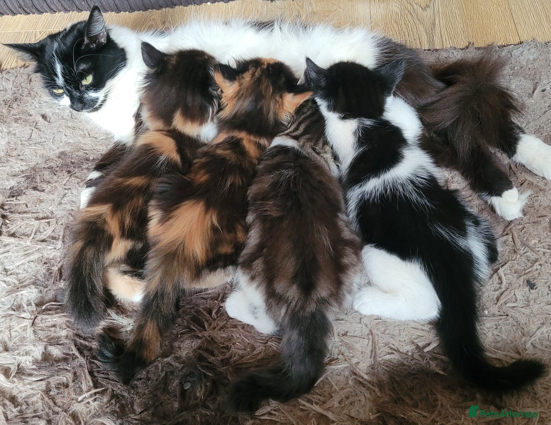Mixed Breed cats for sale: Kittens in Wolverhampton - Image 8