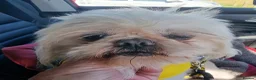Shih Tzu dogs for sale: Stunning retire imperial cream/white boy - Advert 12