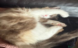 Ragdoll cats for sale: Adorable Ragdoll Kittens Ready Now - Image 6