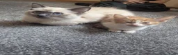 Ragdoll cats for sale: Ragdoll cross callico  in Daventry - Advert 2