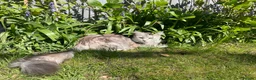 Maine Coon cats for sale: Maine coon cross kittens - Advert 14