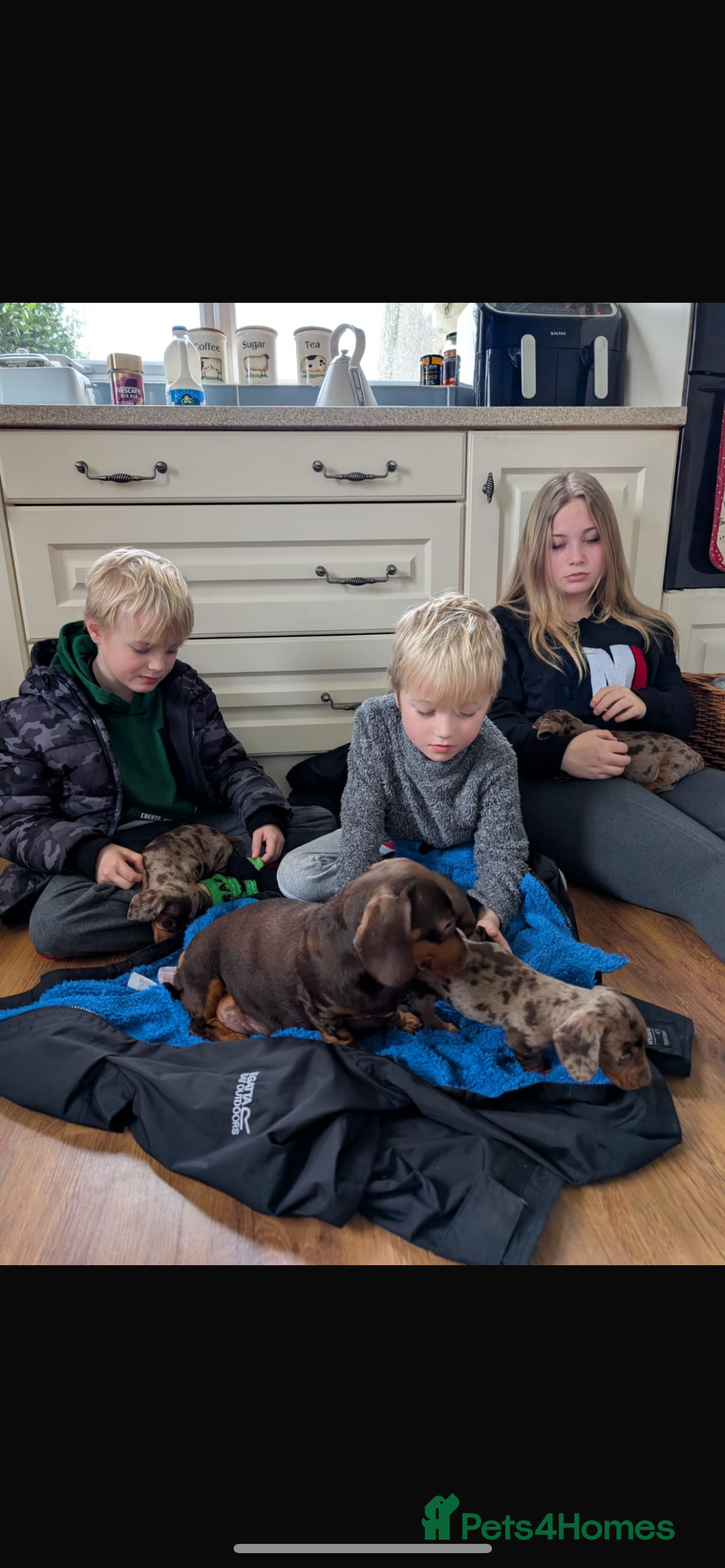 Miniature Dachshund dogs for sale: Miniature dachshund puppies - Advert 3