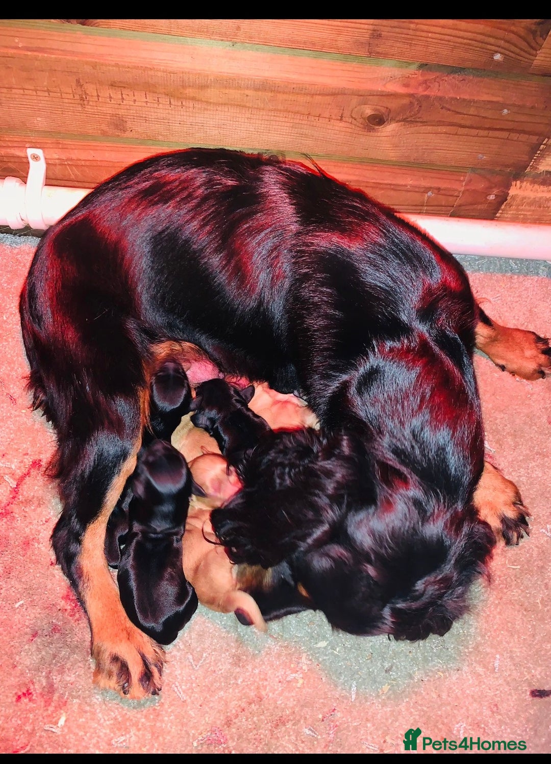 Cockapoo dogs for sale: cockerpoo puppies 3boys 3girls  - Advert 1